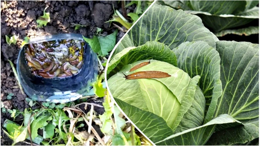 Слимаки в водяній пастці та на листі капусти в городі