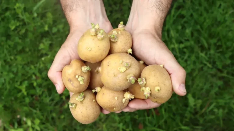 chy-mozhna-yisty-kartoplyu-pry-onkologiyi