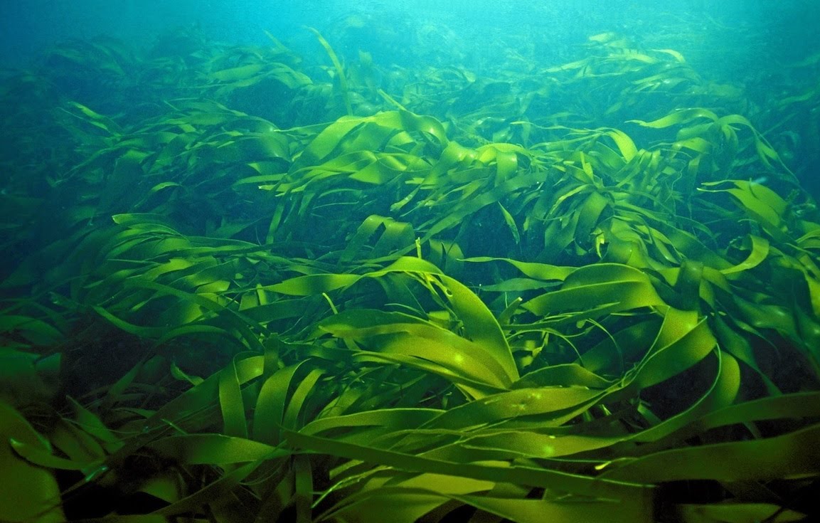 laminariya