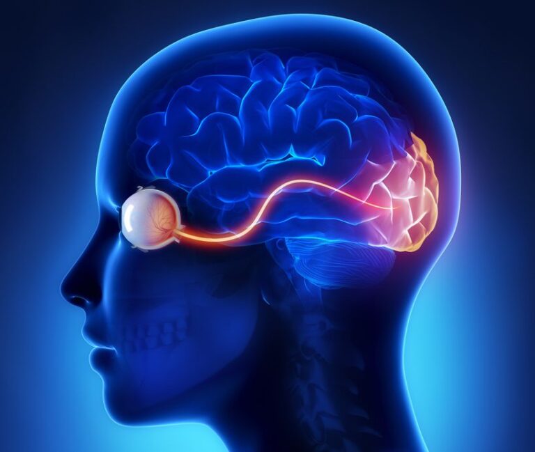 optic-nerve