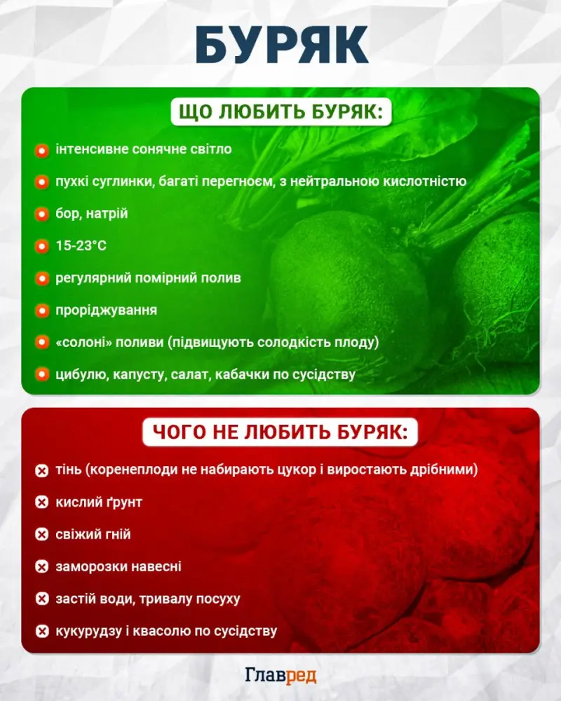Інфографіка умов посіву буряка: сіяти при +8–10°C, уникати холоду нижче +5°C