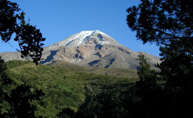 Pico_Orizaba_Pines