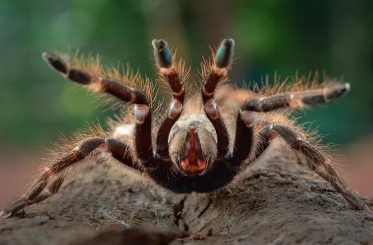 Волохатий південноруський тарантул (Lycosa singoriensis) у саду України з розправленими лапами.