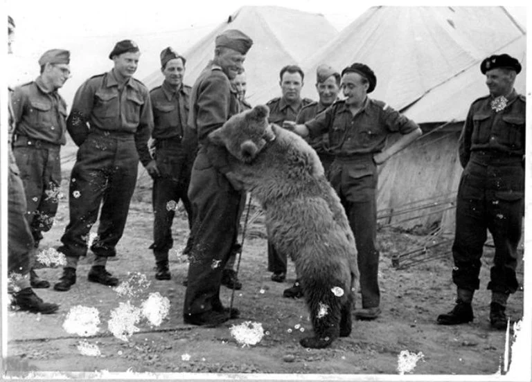 wojtek_niedzwiedz_1
