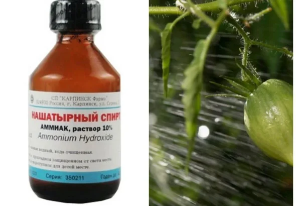 Нашатирний спирт для підживлення перцю та зелений плід на кущі