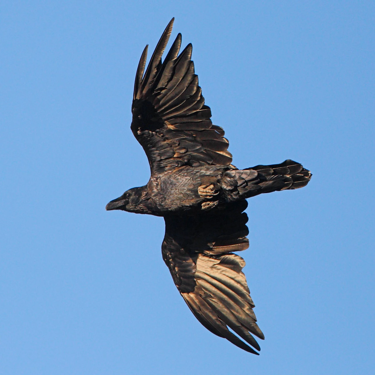 rozmakh-kryl-raven-120150-sm-velychi-shcho-robyt-kruk-a-spravzhnim-asom-neba-d389