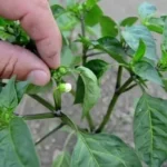 Видалення коронної квітки перцю для кращого розвитку куща та врожаю