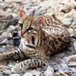 leopard-v-ukraini-de-zhyve-velyka-kishka-chy-bula-vona-dykoiu-i-shcho-zminylos-u-f7d9