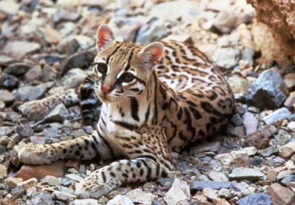 leopard-v-ukraini-de-zhyve-velyka-kishka-chy-bula-vona-dykoiu-i-shcho-zminylos-u-f7d9