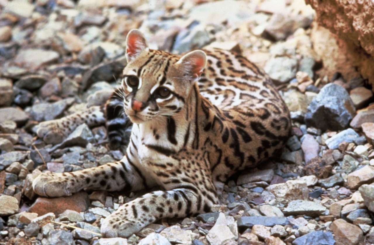 leopard-v-ukraini-de-zhyve-velyka-kishka-chy-bula-vona-dykoiu-i-shcho-zminylos-u-f7d9